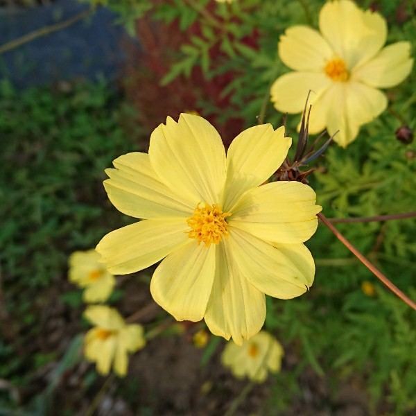 f:id:boccadileone:20211112164311j:plain