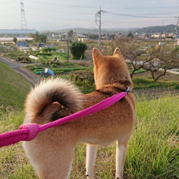 f:id:boccadileone:20211112164409j:plain