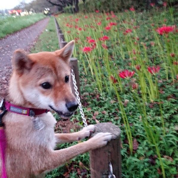 f:id:boccadileone:20211112210621j:plain