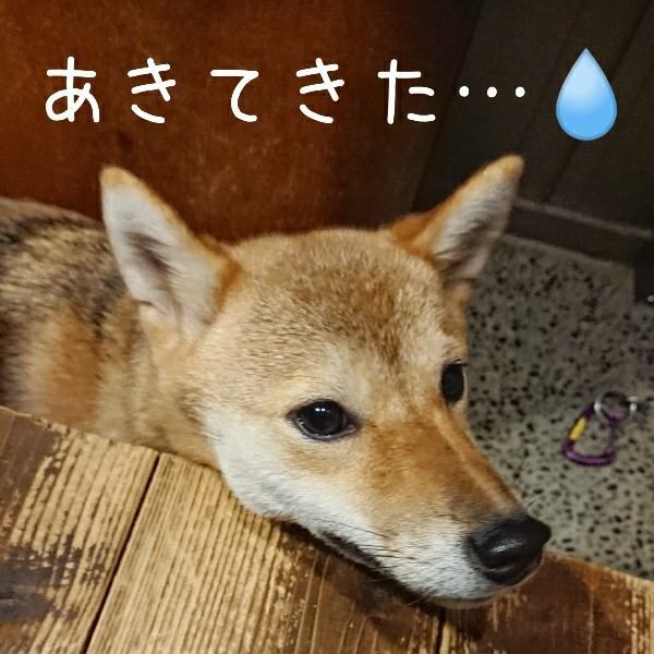 f:id:boccadileone:20211115023200j:plain