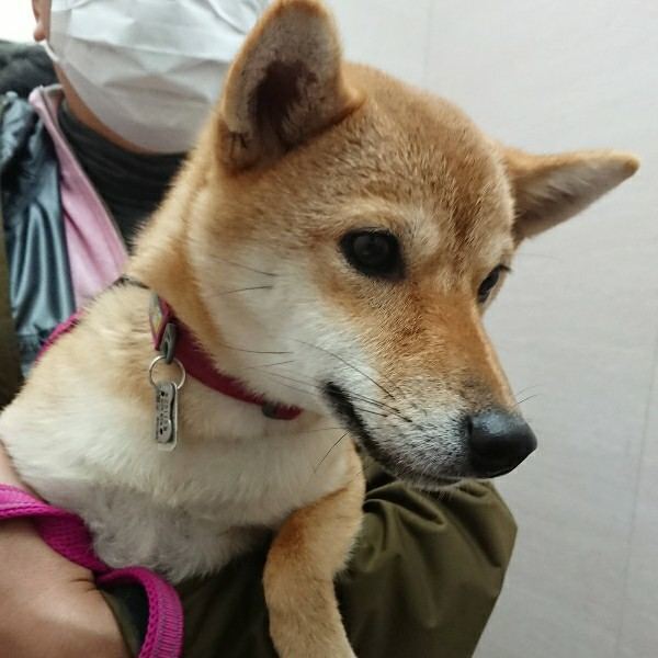 f:id:boccadileone:20211119221710j:plain