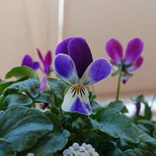 f:id:boccadileone:20220121162347j:plain