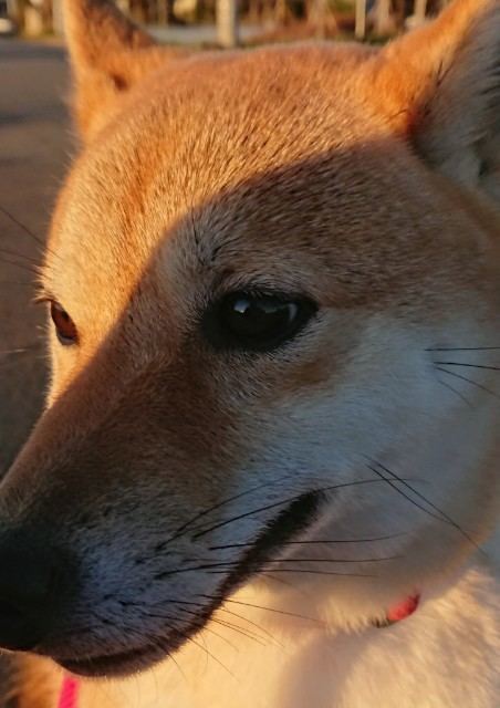 f:id:boccadileone:20220314182458j:plain