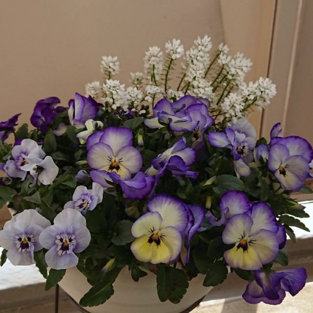 f:id:boccadileone:20220326114537j:plain