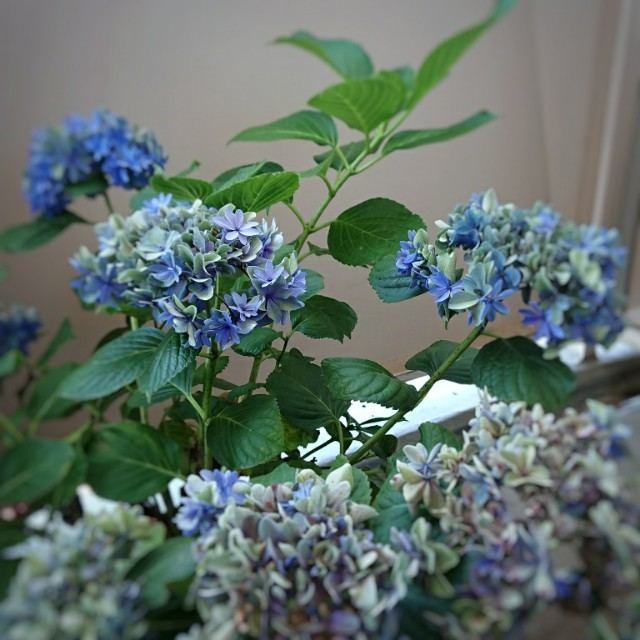 あじさいの剪定の仕方 どこを切っても大丈夫 Nhk趣味の園芸のまとめ 見えない何かと戦うブログ 毎日のわくわくの正体