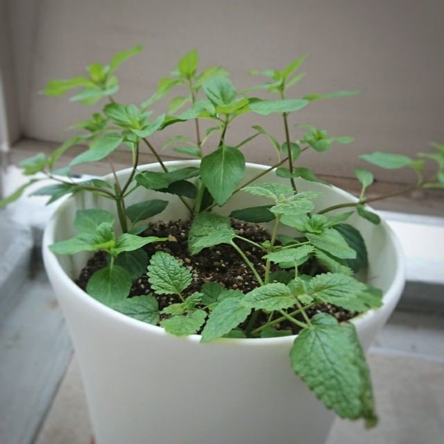 ついつい育てちゃう♪思いがけずミントの挿し木 毎日ご飯 - 見えない