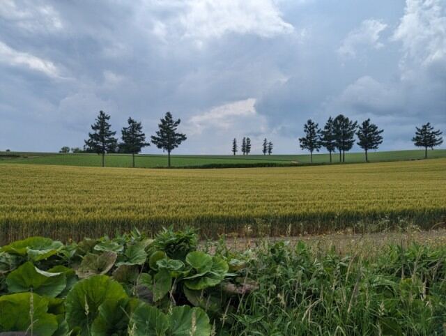 f:id:boccadileone:20230630212211j:image