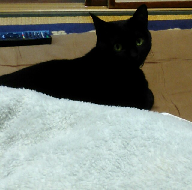 f:id:bocchi-ni:20181226211530j:image