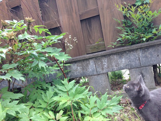 f:id:bochibochidou:20160717204345j:plain
