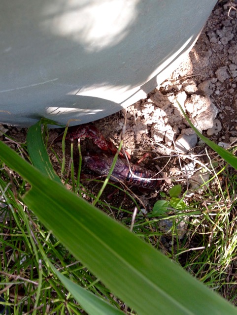 f:id:bochibochidou:20160805185813j:plain f:id:bochibochidou:20160805185813j:plain