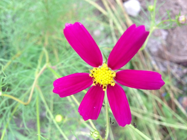 f:id:bochibochidou:20160908192434j:plain