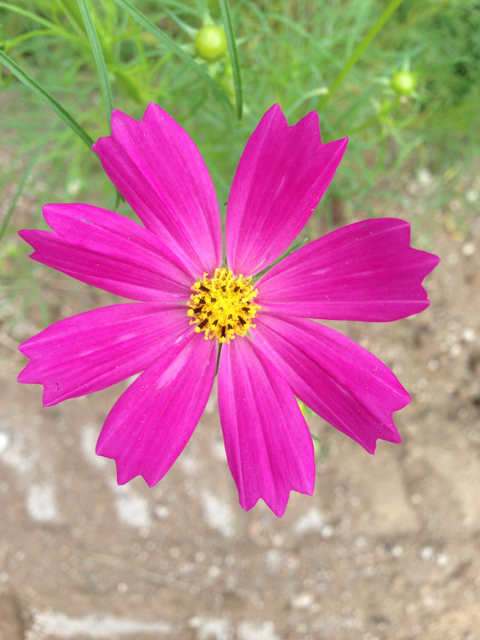 f:id:bochibochidou:20160918221814j:plain