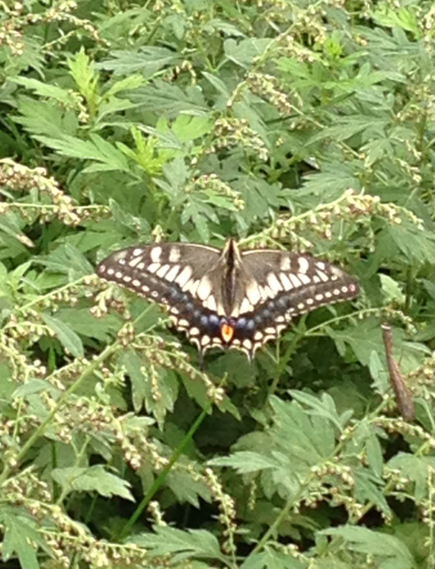 f:id:bochibochidou:20160923204436j:plain