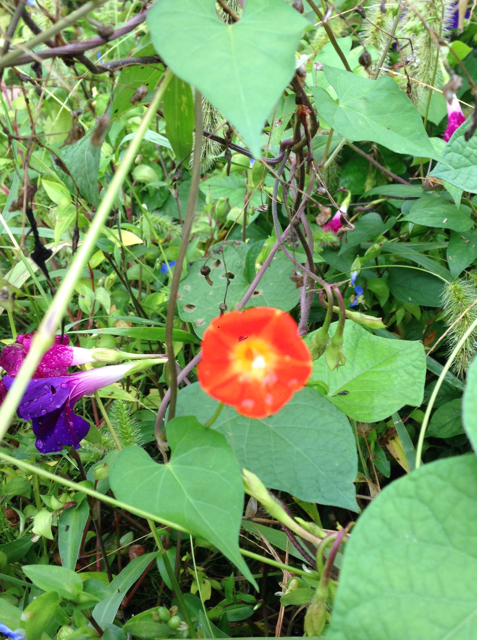 f:id:bochibochidou:20160923204838j:plain