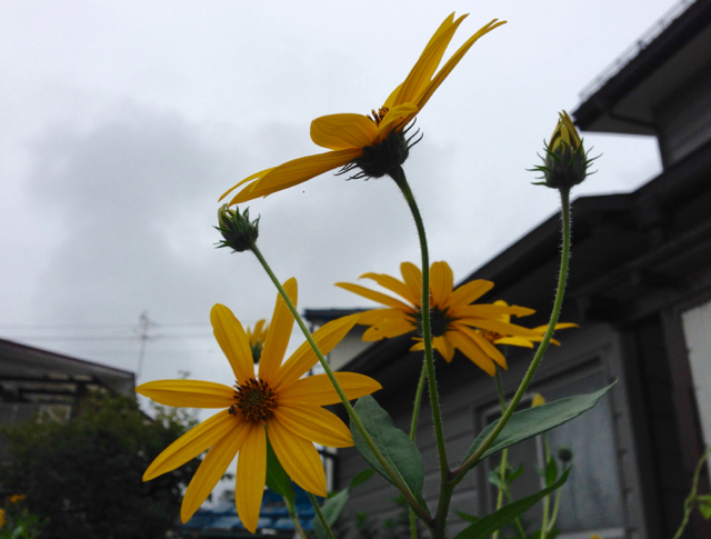 f:id:bochibochidou:20160923204845j:plain