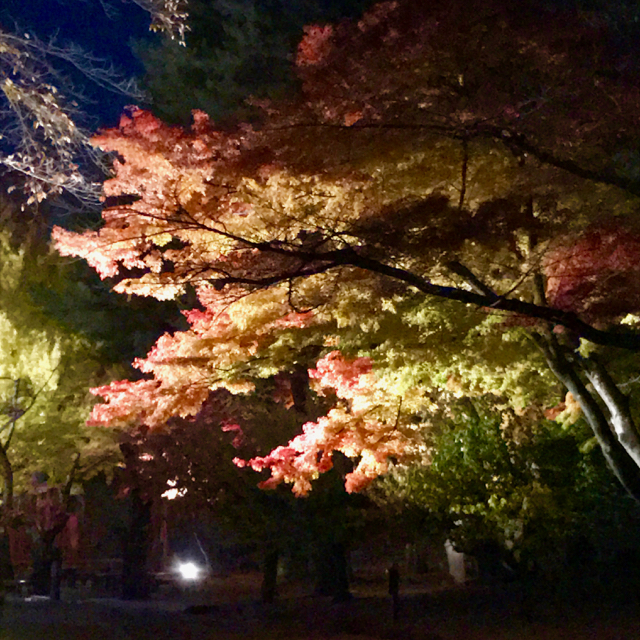 f:id:bochibochidou:20161114222645j:plain