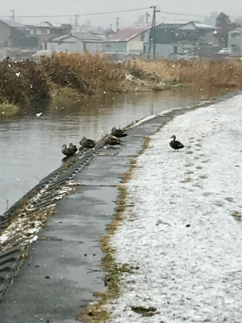 f:id:bochibochidou:20170110200603j:plain f:id:bochibochidou:20170110200603j:plain