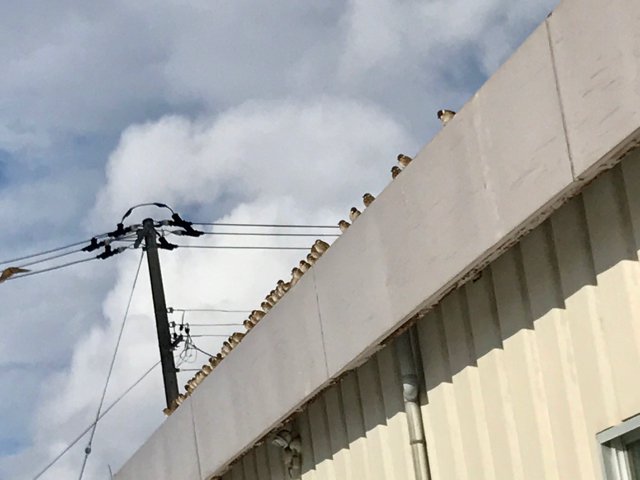 f:id:bochibochidou:20170116221113j:plain f:id:bochibochidou:20170116221113j:plain