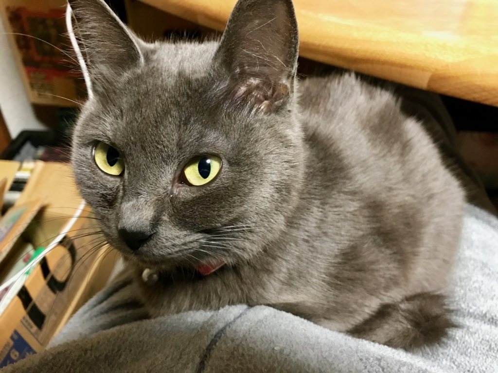 f:id:bochibochidou:20170329203924j:plain f:id:bochibochidou:20170329203924j:plain