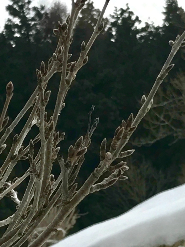 f:id:bochibochidou:20170329204229j:plain f:id:bochibochidou:20170329204229j:plain