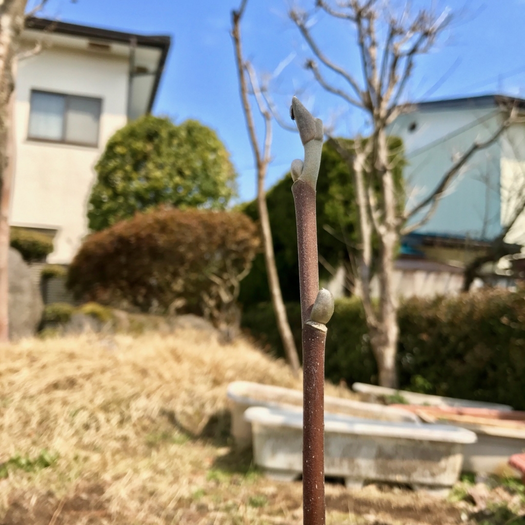f:id:bochibochidou:20170404202202j:plain