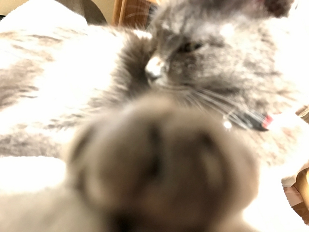 f:id:bochibochidou:20170404202236j:plain