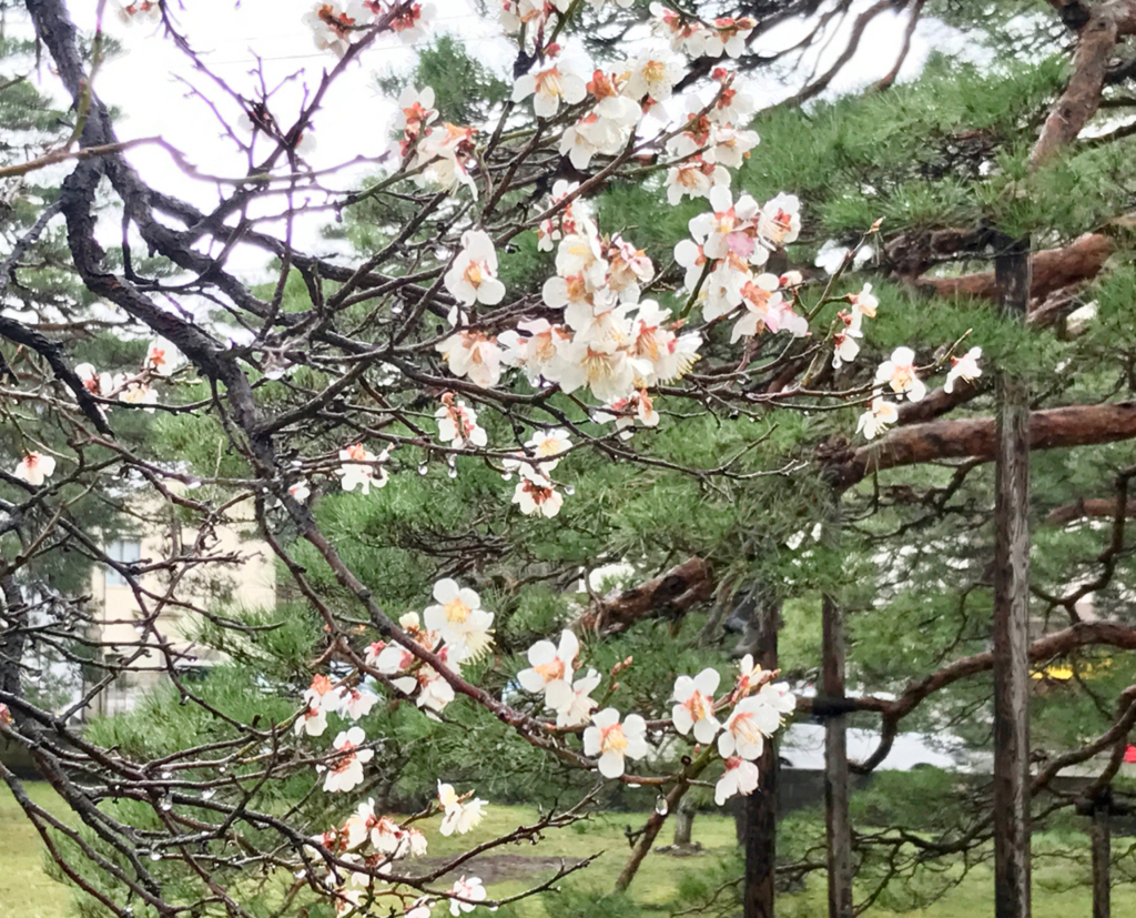 f:id:bochibochidou:20170411201339j:plain