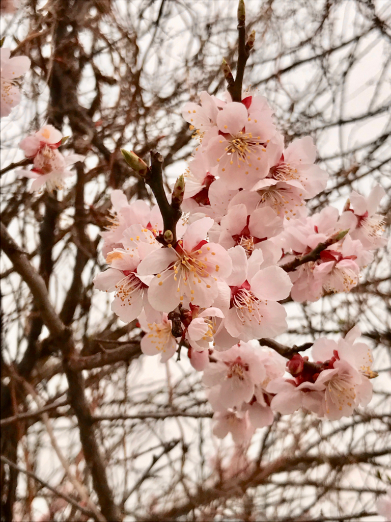 f:id:bochibochidou:20170418110352j:plain