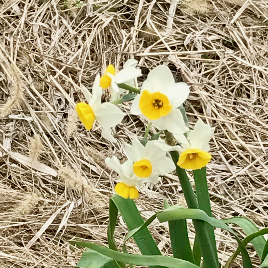 f:id:bochibochidou:20170418110357j:plain
