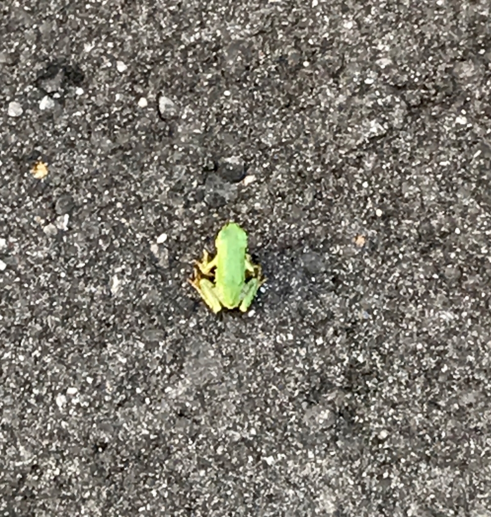 f:id:bochibochidou:20170721202941j:plain f:id:bochibochidou:20170721202941j:plain