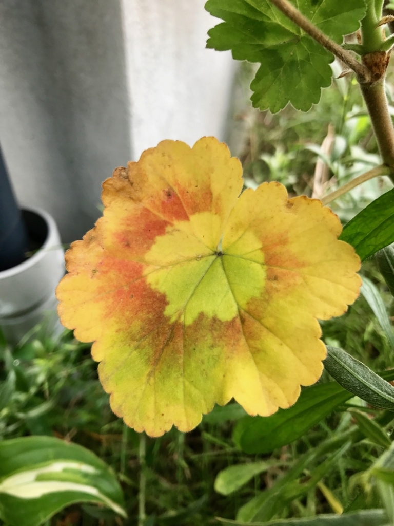f:id:bochibochidou:20170826192524j:plain