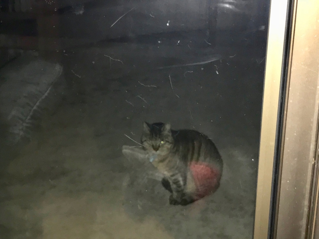 f:id:bochibochidou:20180224195307j:plain