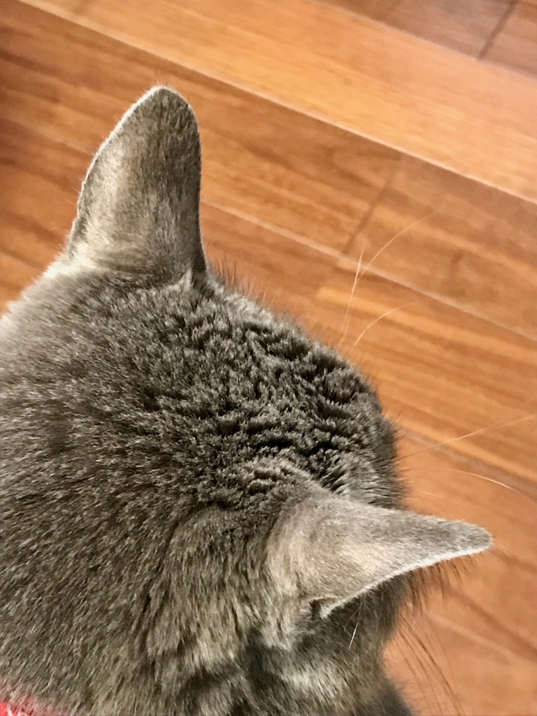 f:id:bochibochidou:20180224195537j:plain
