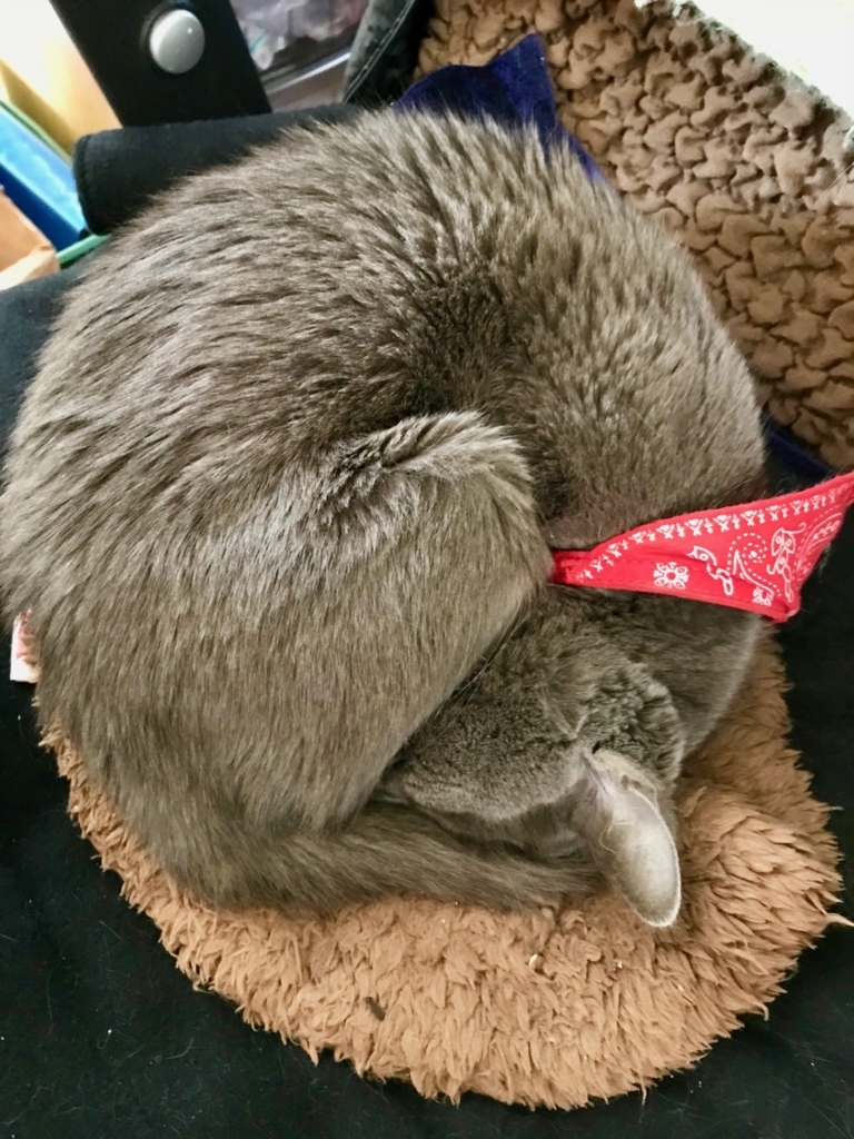 f:id:bochibochidou:20180301195220j:plain f:id:bochibochidou:20180301195220j:plain