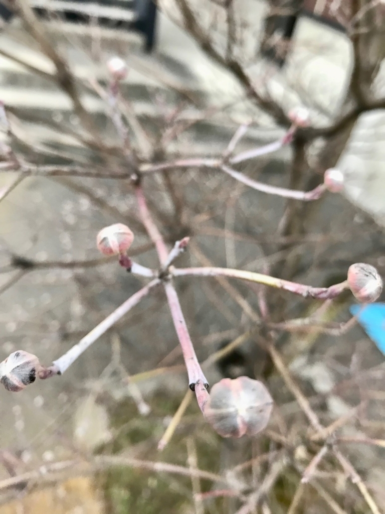 f:id:bochibochidou:20180303201538j:plain f:id:bochibochidou:20180303201538j:plain