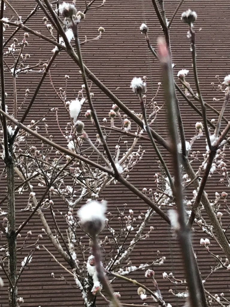 f:id:bochibochidou:20180303201617j:plain f:id:bochibochidou:20180303201617j:plain