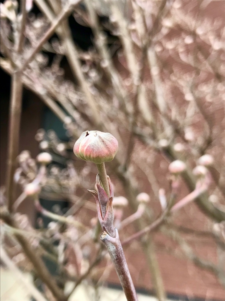 f:id:bochibochidou:20180320194904j:plain f:id:bochibochidou:20180320194904j:plain