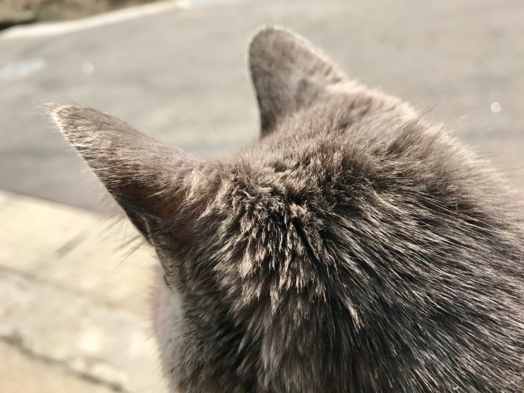 f:id:bochibochidou:20180327201041j:plain