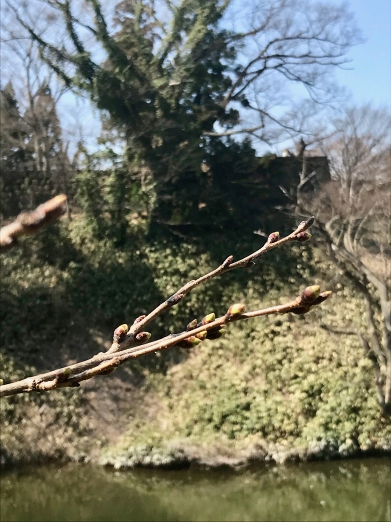f:id:bochibochidou:20180328195551j:plain f:id:bochibochidou:20180328195551j:plain