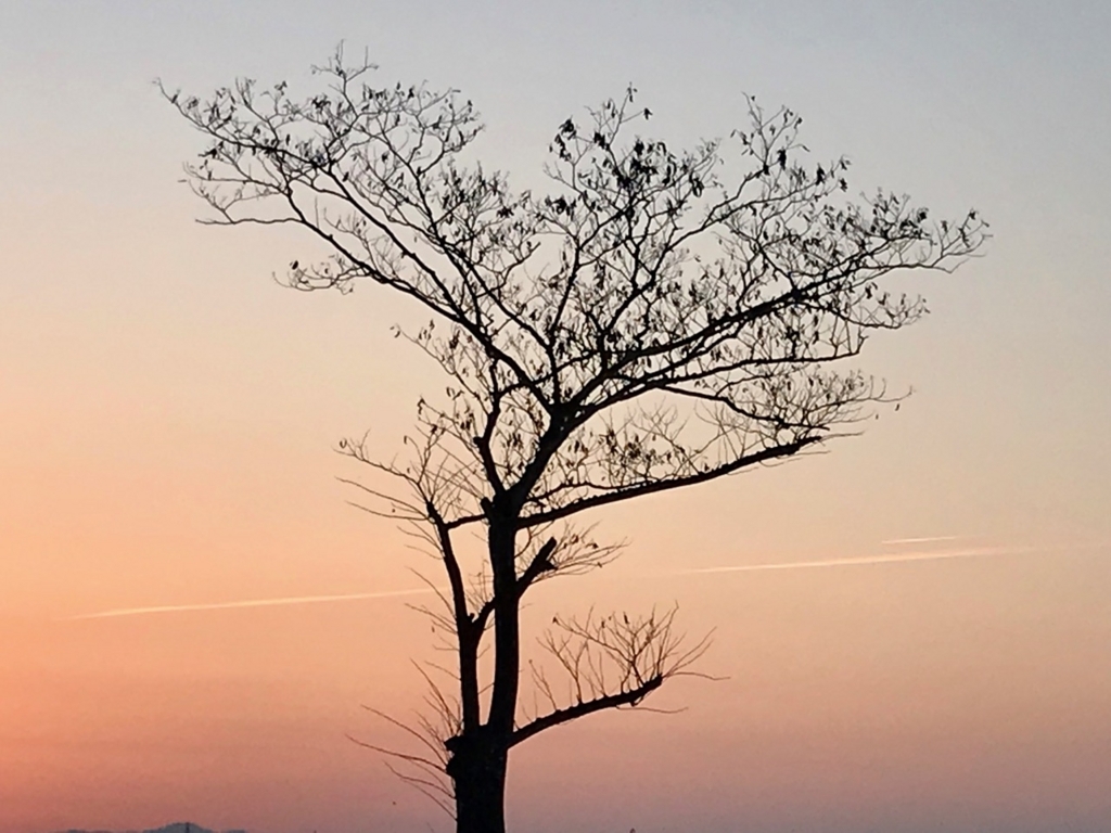 f:id:bochibochidou:20180328200124j:plain f:id:bochibochidou:20180328200124j:plain