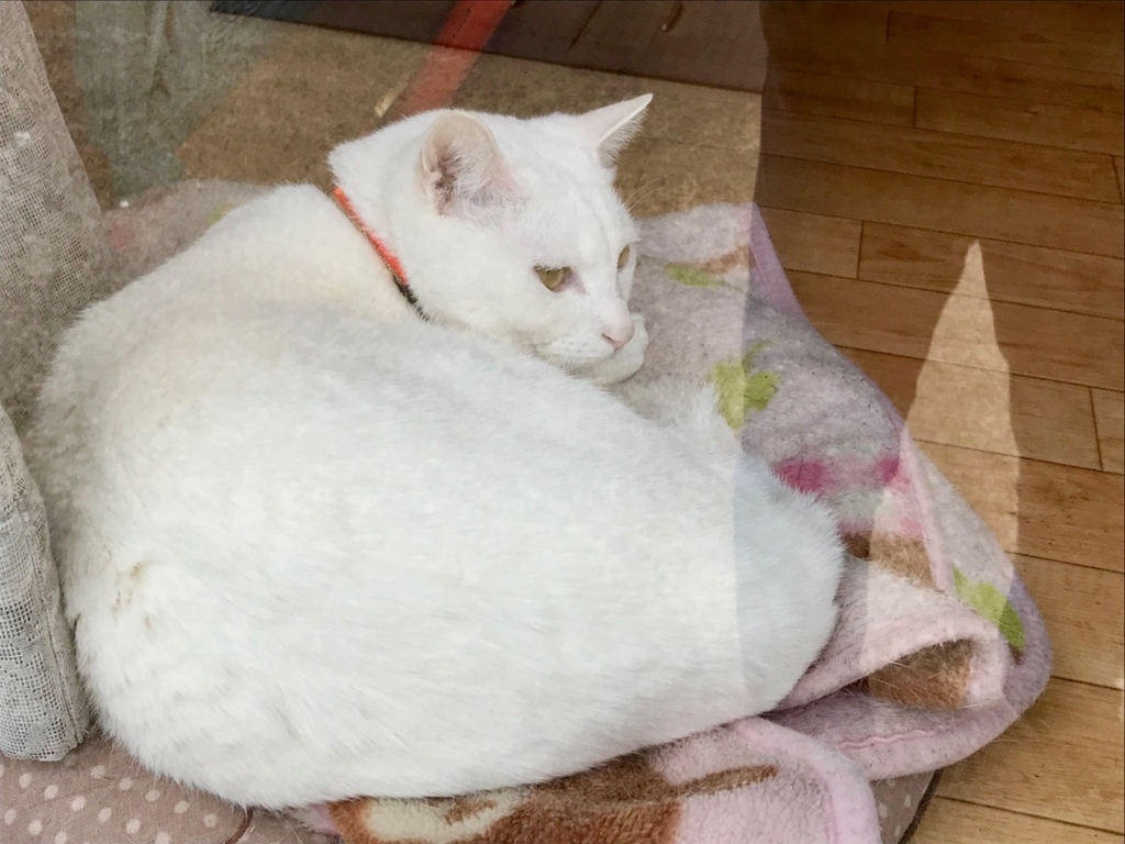 f:id:bochibochidou:20180411201810j:plain