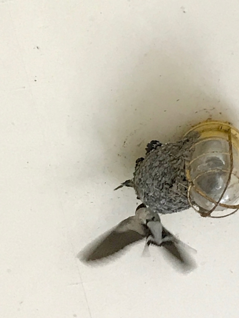 f:id:bochibochidou:20180529204128j:plain f:id:bochibochidou:20180529204128j:plain