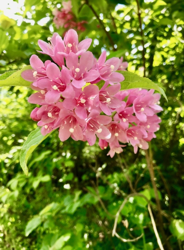 f:id:bochibochidou:20180530201156j:plain