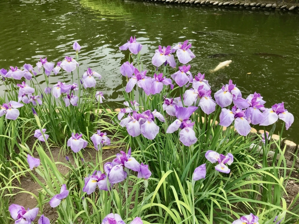 f:id:bochibochidou:20180620204131j:plain