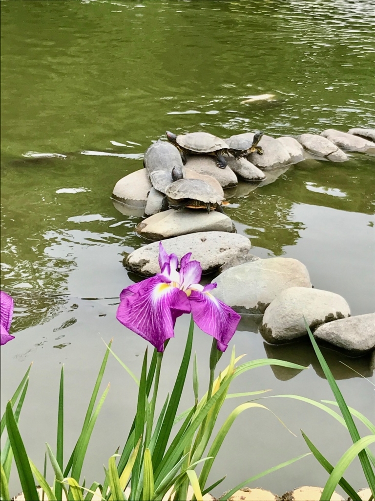 f:id:bochibochidou:20180620204134j:plain