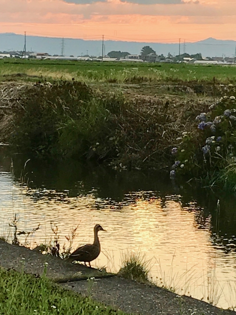 f:id:bochibochidou:20180704202210j:plain f:id:bochibochidou:20180704202210j:plain