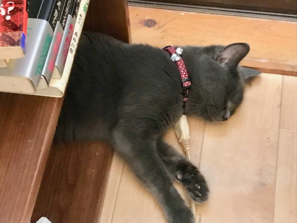 f:id:bochibochidou:20180721203340j:plain