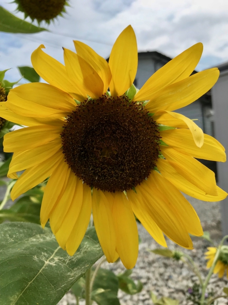 f:id:bochibochidou:20180806200349j:plain f:id:bochibochidou:20180806200349j:plain