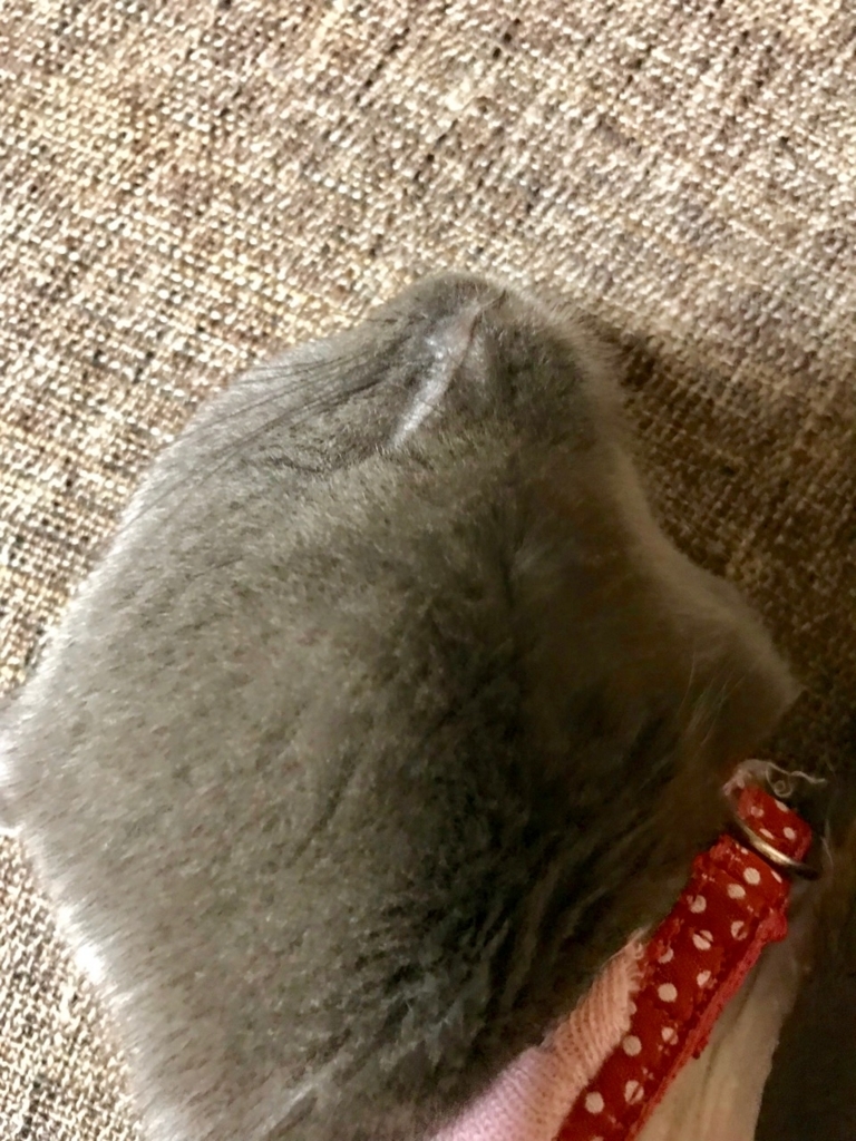 f:id:bochibochidou:20180822202832j:plain