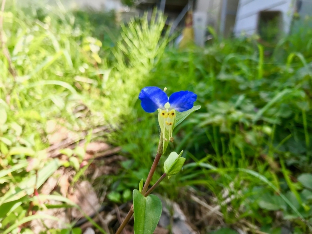 f:id:bochibochidou:20180926204137j:plain